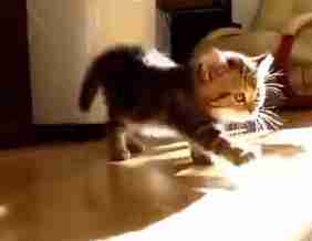 想知道猫咪更爱谁吗?看看它会被谁的哈欠传染到就清楚了休闲区蓝鸢梦想 - Www.slyday.coM 想知道猫咪更爱谁吗?看看它会被谁的哈欠传染到就清楚了休闲区蓝鸢梦想 - Www.slyday.coM