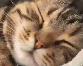 想知道猫咪更爱谁吗?看看它会被谁的哈欠传染到就清楚了休闲区蓝鸢梦想 - Www.slyday.coM 想知道猫咪更爱谁吗?看看它会被谁的哈欠传染到就清楚了休闲区蓝鸢梦想 - Www.slyday.coM