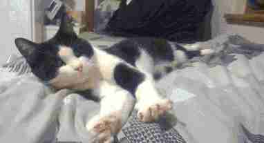 想知道猫咪更爱谁吗?看看它会被谁的哈欠传染到就清楚了休闲区蓝鸢梦想 - Www.slyday.coM 想知道猫咪更爱谁吗?看看它会被谁的哈欠传染到就清楚了休闲区蓝鸢梦想 - Www.slyday.coM