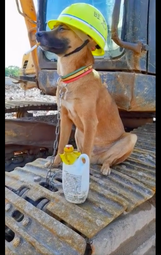 还点了一支烟,好有包工头的气质呀|狗狗|安全帽|包工头_新浪新闻