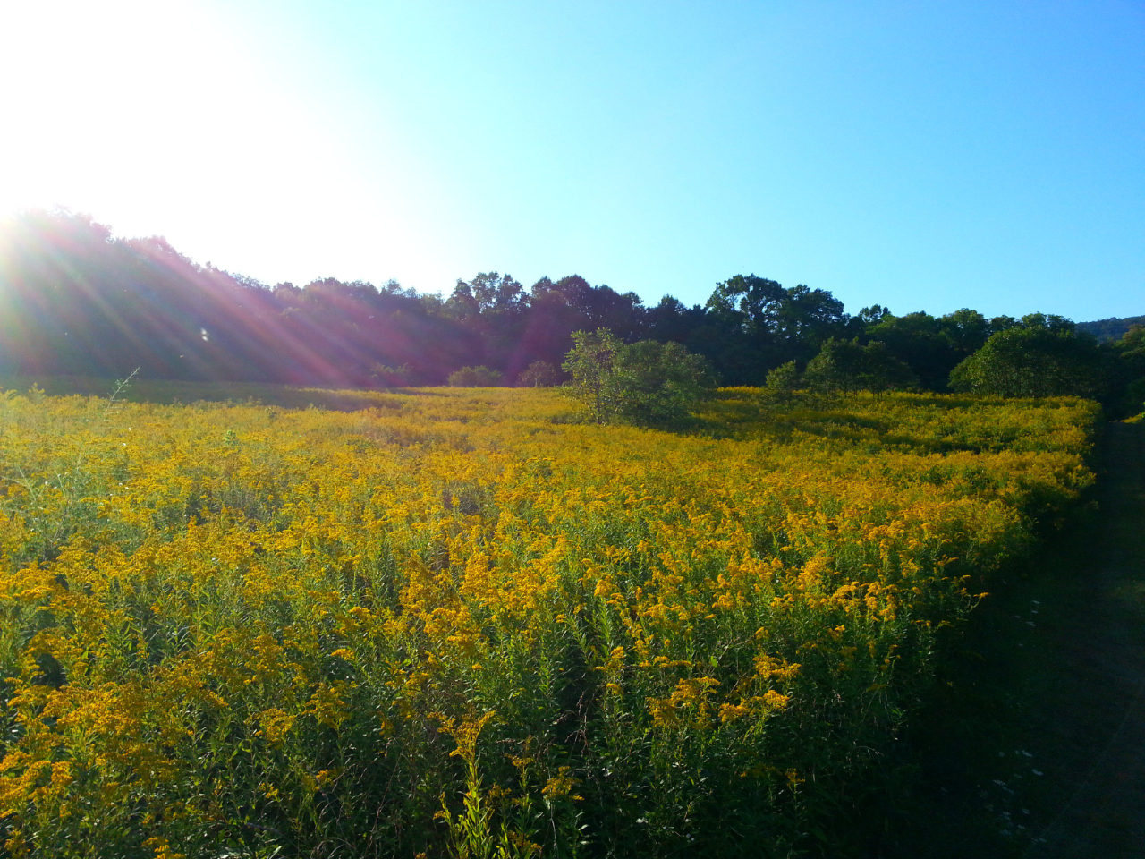恶性杂草加拿大一枝黄花,和花店的黄莺长一个样,但危害性差别大休闲区蓝鸢梦想 - Www.slyday.coM 恶性杂草加拿大一枝黄花,和花店的黄莺长一个样,但危害性差别大休闲区蓝鸢梦想 - Www.slyday.coM