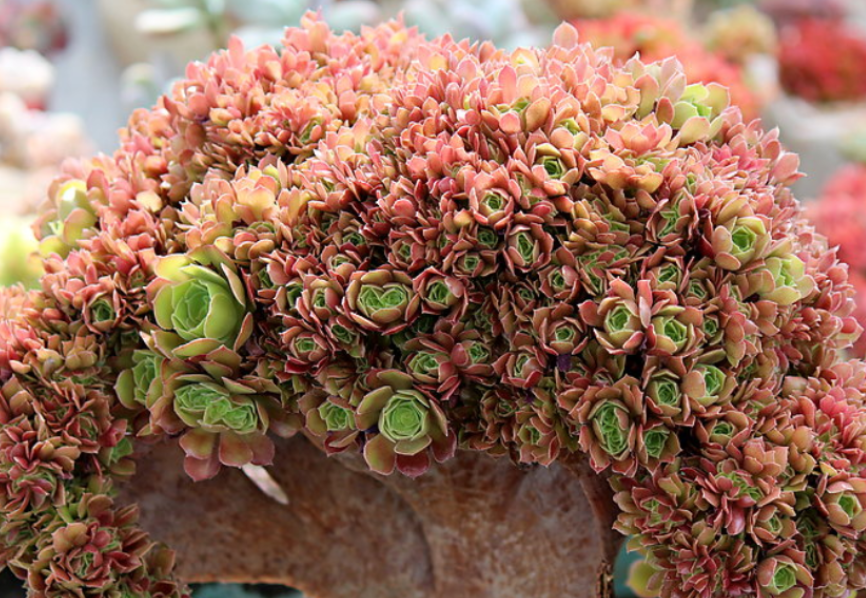 养殖老桩多肉法师天冷小心这4点新芽蹭蹭窜