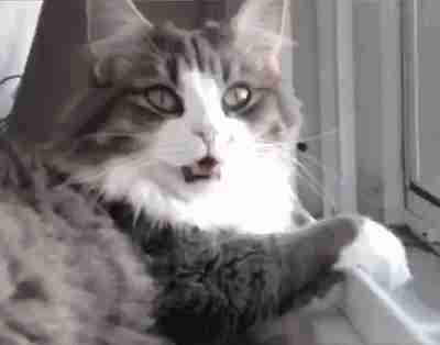 想知道猫咪更爱谁吗?看看它会被谁的哈欠传染到就清楚了休闲区蓝鸢梦想 - Www.slyday.coM 想知道猫咪更爱谁吗?看看它会被谁的哈欠传染到就清楚了休闲区蓝鸢梦想 - Www.slyday.coM