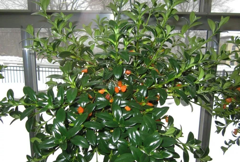 9种耐半阴的盆栽开花植物适合养朝东和朝南的窗台上