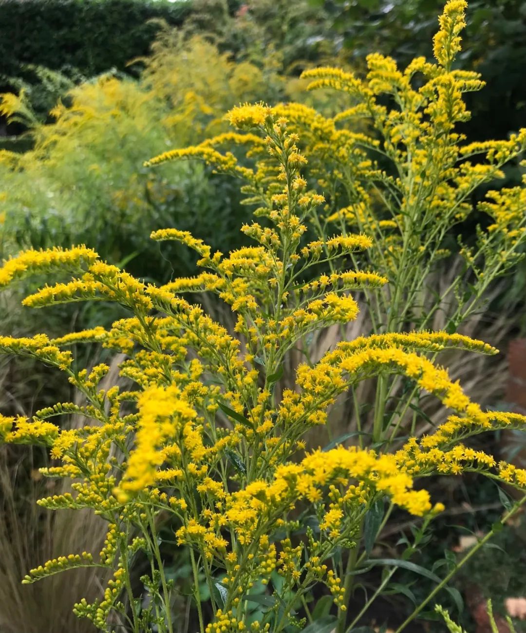 恶性杂草加拿大一枝黄花,和花店的黄莺长一个样,但危害性差别大休闲区蓝鸢梦想 - Www.slyday.coM 恶性杂草加拿大一枝黄花,和花店的黄莺长一个样,但危害性差别大休闲区蓝鸢梦想 - Www.slyday.coM