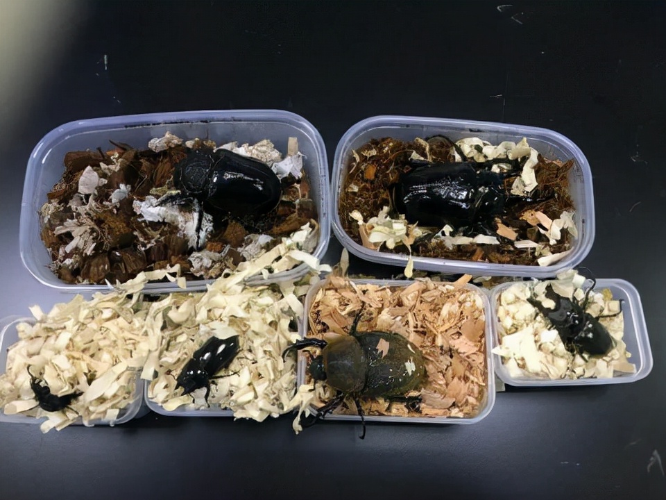 玩具变异宠!广州海关截获6只活体“大力神”,危害有多大?休闲区蓝鸢梦想 - Www.slyday.coM 玩具变异宠!广州海关截获6只活体“大力神”,危害有多大?休闲区蓝鸢梦想 - Www.slyday.coM