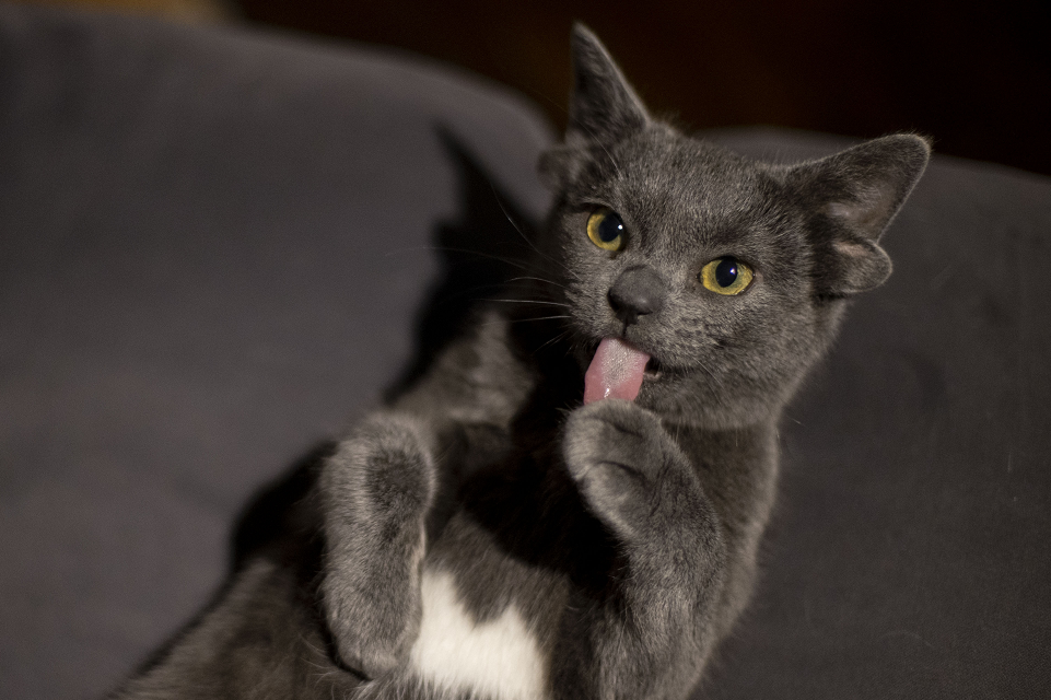 耳内有耳土耳其一猫咪天生四只耳朵走红网络