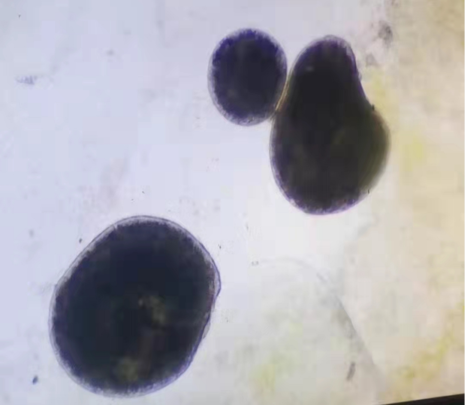 认清这两种表型对症处理小瓜虫可以被拉下魔坛