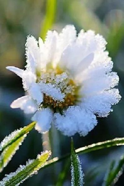 难得一见的雪中花，美到心醉！休闲区蓝鸢梦想 - Www.slyday.coM