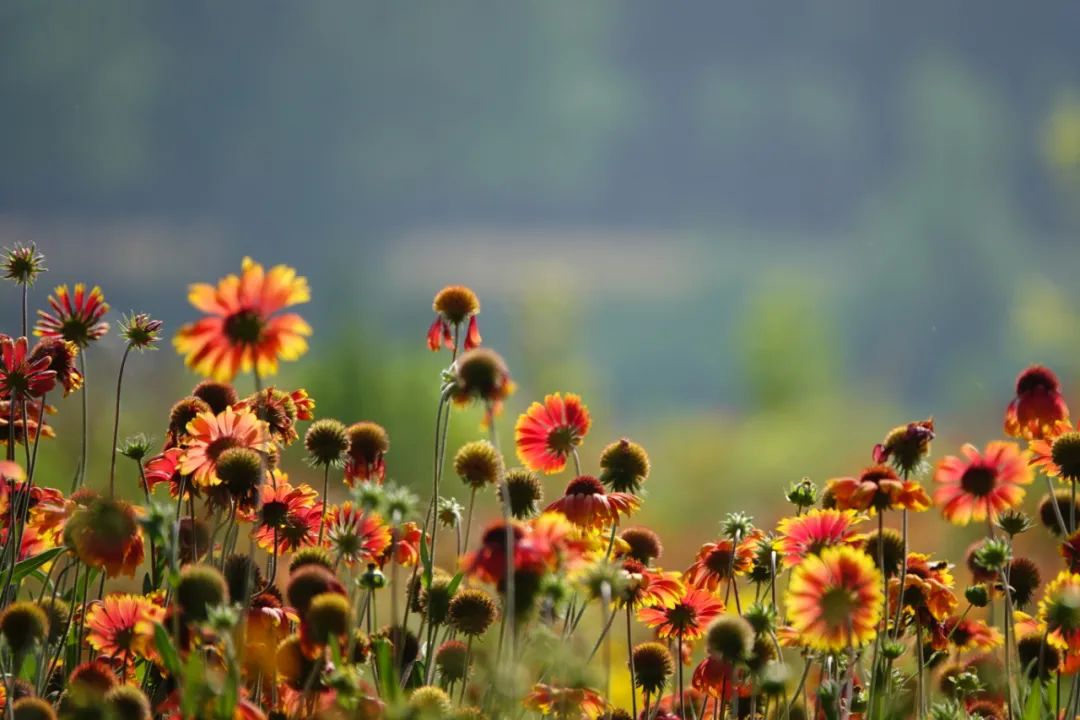 赏读| 心有明灯,人生处处皆风景|人生_新浪新闻
