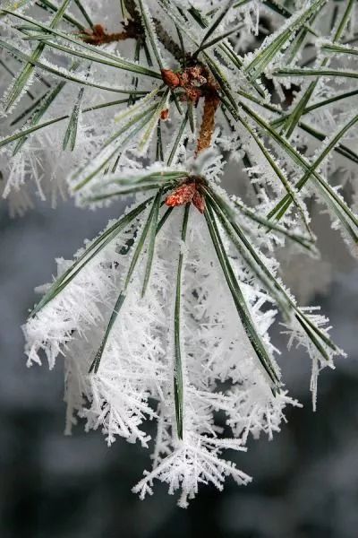 难得一见的雪中花，美到心醉！休闲区蓝鸢梦想 - Www.slyday.coM