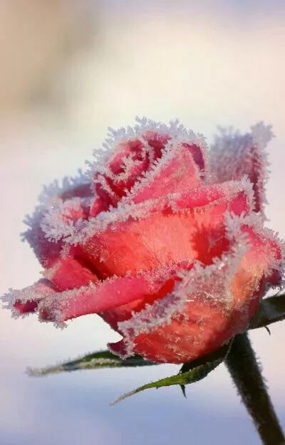 难得一见的雪中花，美到心醉！休闲区蓝鸢梦想 - Www.slyday.coM