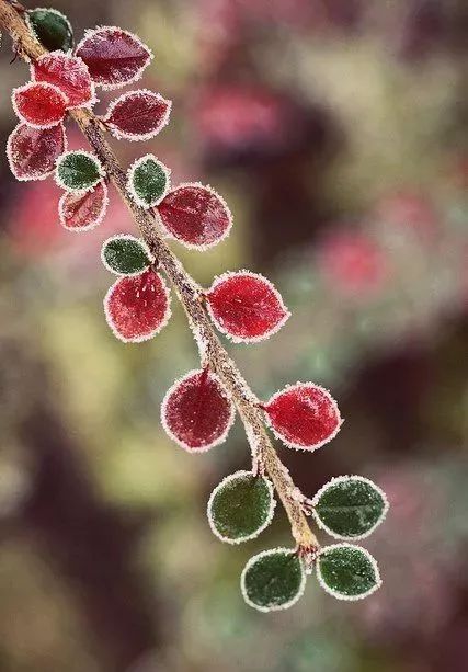 难得一见的雪中花，美到心醉！休闲区蓝鸢梦想 - Www.slyday.coM