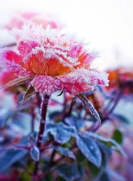 难得一见的雪中花，美到心醉！休闲区蓝鸢梦想 - Www.slyday.coM