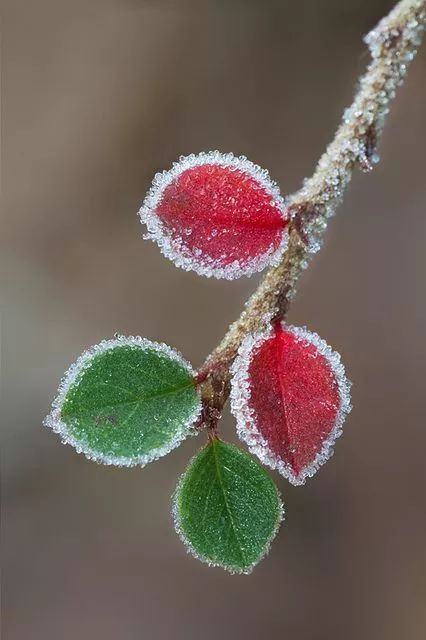 难得一见的雪中花，美到心醉！休闲区蓝鸢梦想 - Www.slyday.coM