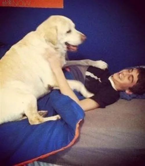 拉布拉多幼犬狗粮排行_河北:怀孕拉布拉多被卖狗肉车,获救后绝望狗狗将新生小狗藏草地