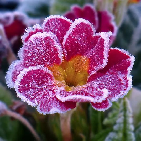 难得一见的雪中花，美到心醉！休闲区蓝鸢梦想 - Www.slyday.coM