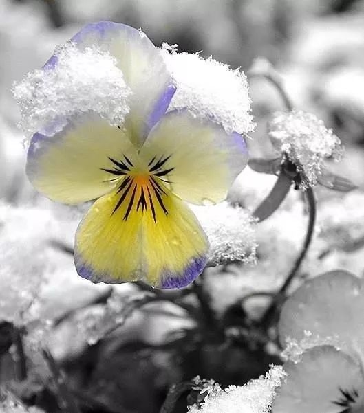 难得一见的雪中花，美到心醉！休闲区蓝鸢梦想 - Www.slyday.coM