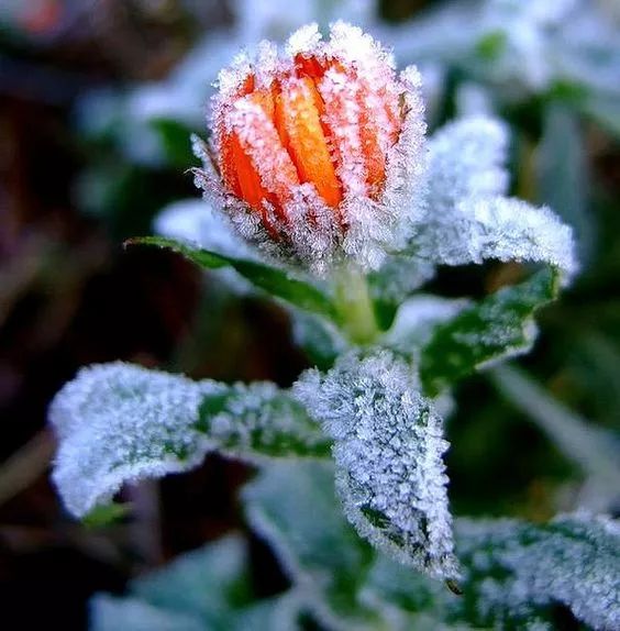 难得一见的雪中花，美到心醉！休闲区蓝鸢梦想 - Www.slyday.coM