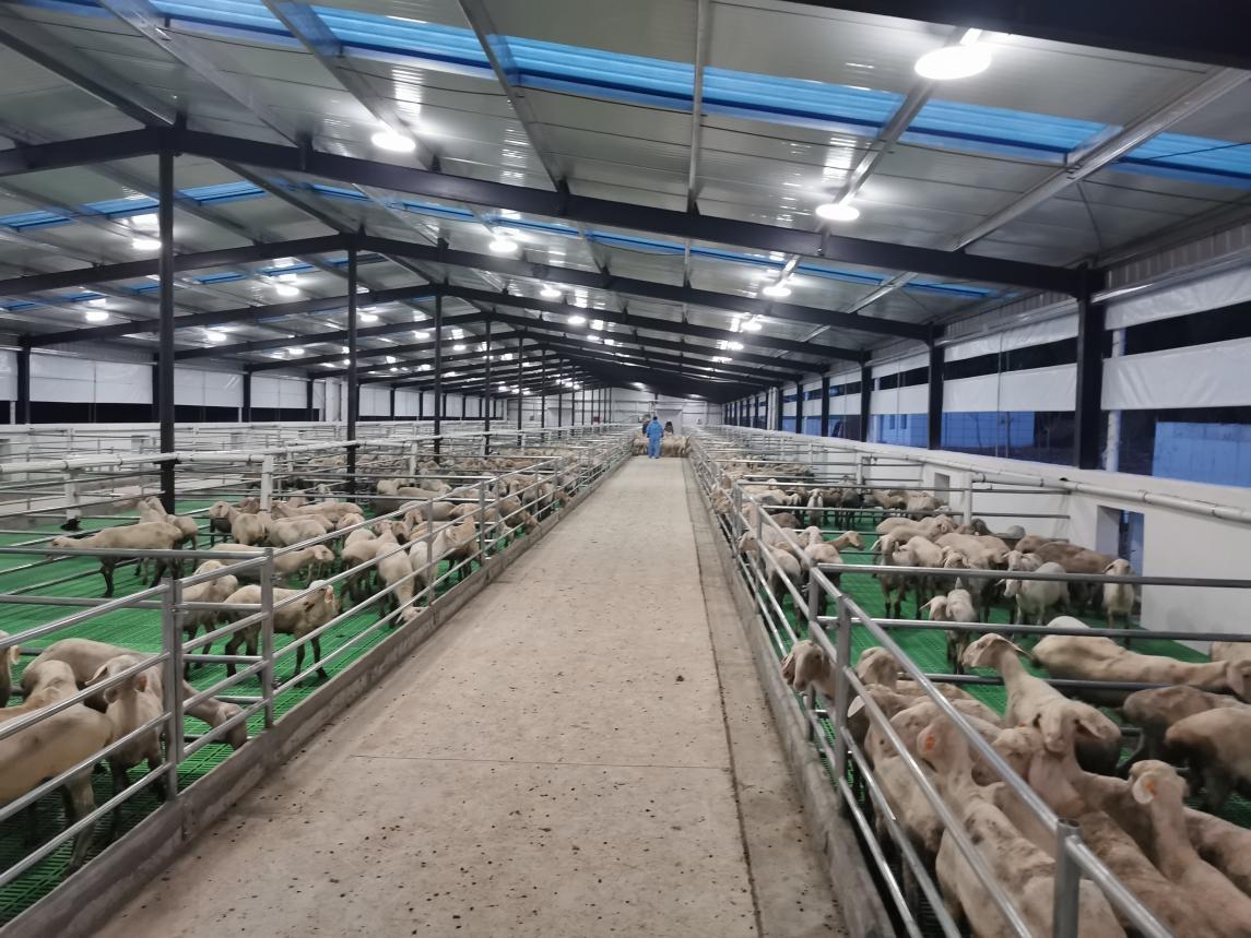 碧桂园消费助农美食节助力东乡羊走出大山__财经头条