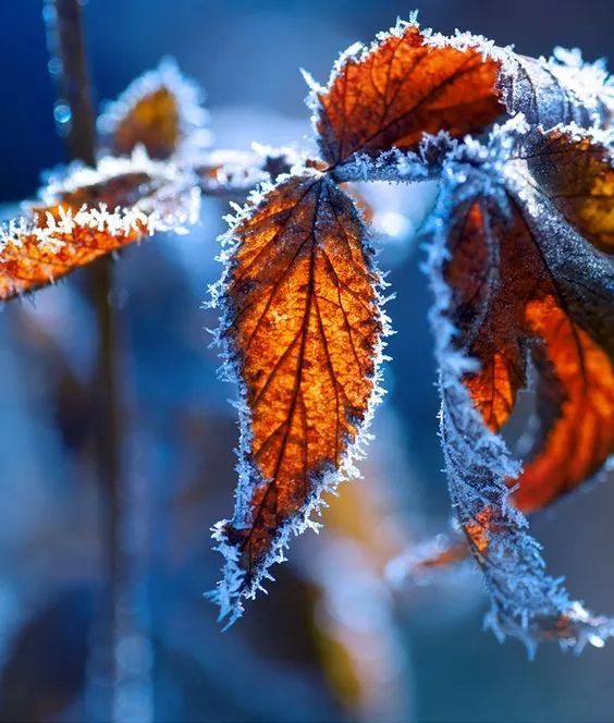 难得一见的雪中花，美到心醉！休闲区蓝鸢梦想 - Www.slyday.coM