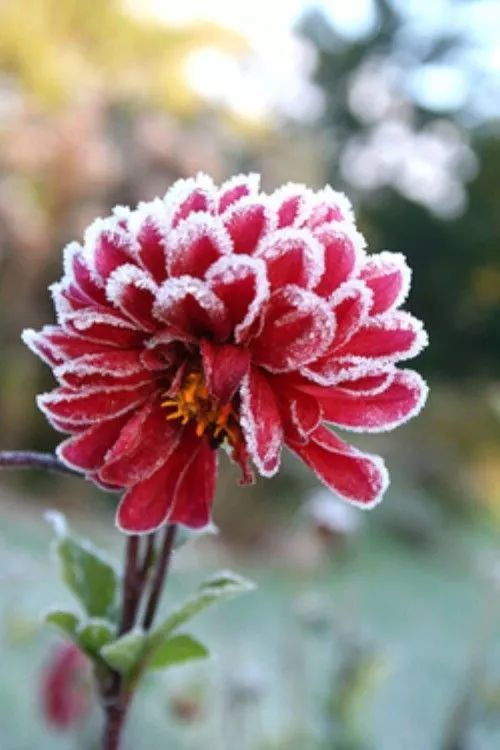 难得一见的雪中花，美到心醉！休闲区蓝鸢梦想 - Www.slyday.coM