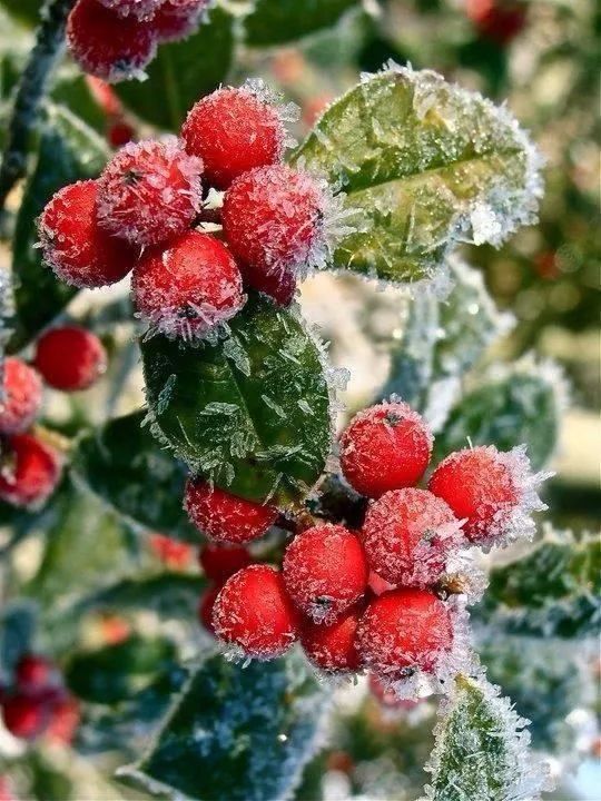 难得一见的雪中花，美到心醉！休闲区蓝鸢梦想 - Www.slyday.coM