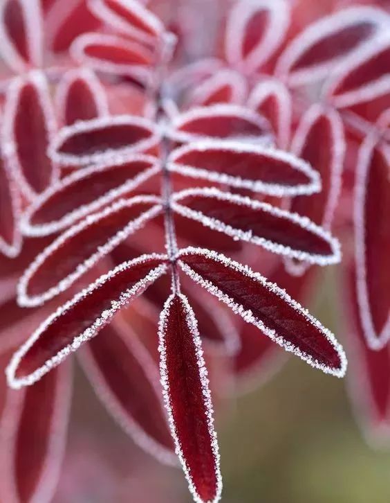 难得一见的雪中花，美到心醉！休闲区蓝鸢梦想 - Www.slyday.coM