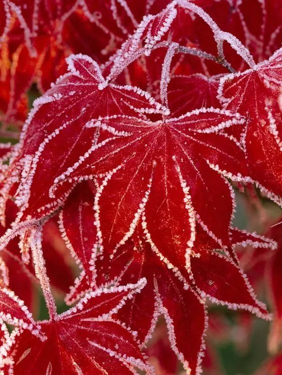 难得一见的雪中花，美到心醉！休闲区蓝鸢梦想 - Www.slyday.coM