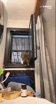 每日一笑：​没见过这么狗的…二哈果然没让我失望过！休闲区蓝鸢梦想 - Www.slyday.coM