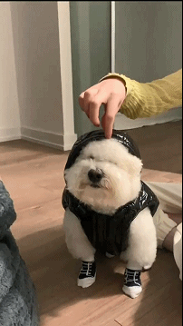 每日一笑：​没见过这么狗的…二哈果然没让我失望过！休闲区蓝鸢梦想 - Www.slyday.coM