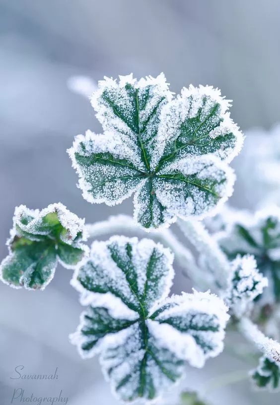 难得一见的雪中花，美到心醉！休闲区蓝鸢梦想 - Www.slyday.coM
