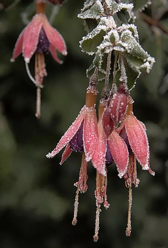 难得一见的雪中花，美到心醉！休闲区蓝鸢梦想 - Www.slyday.coM