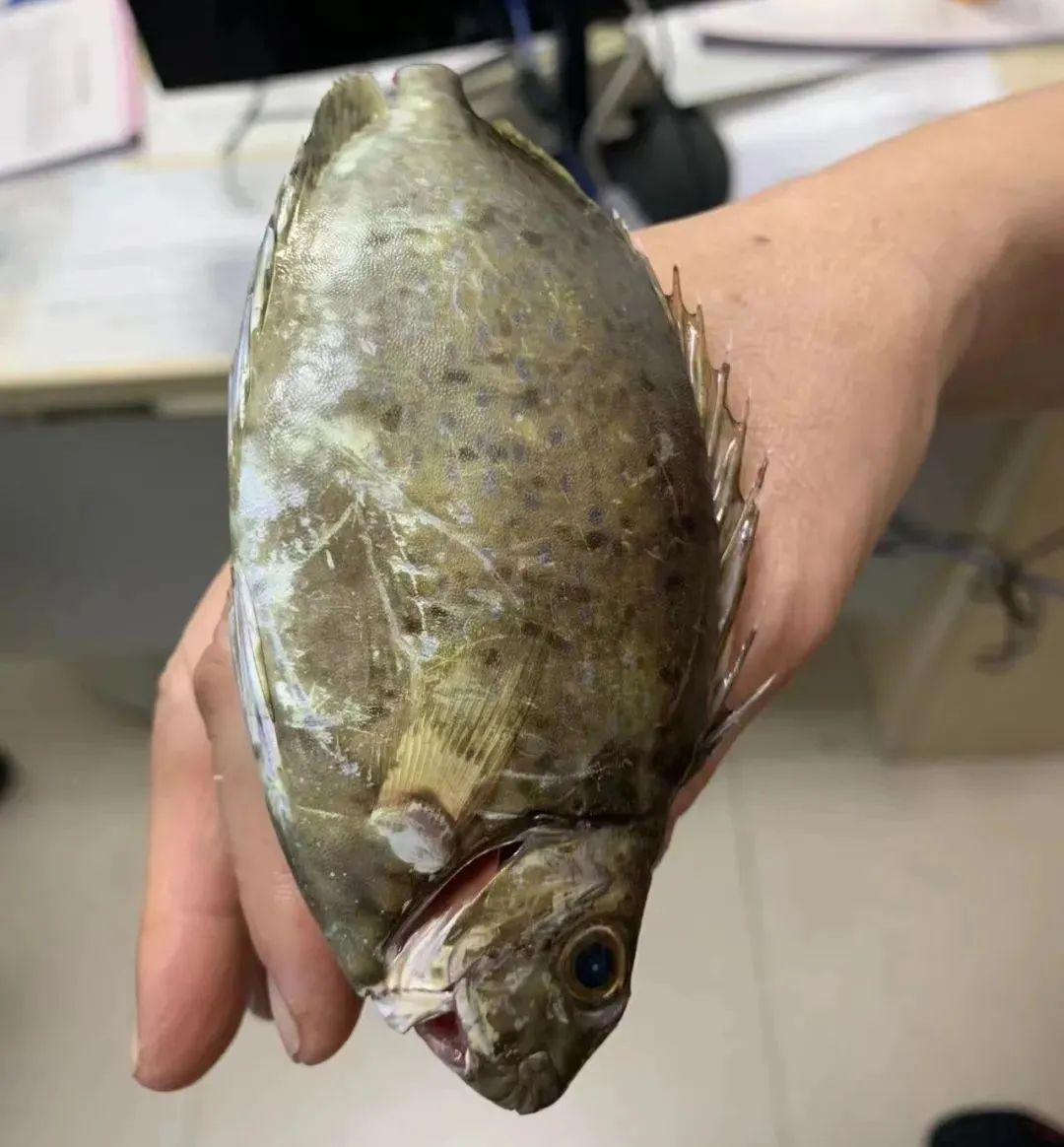 由于当时外科医生正在处理另一名急诊患者,护士担心陈女士"手举着鱼