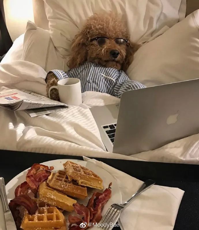 理想生活就应该躺着,连狗子的表情都比我安逸!