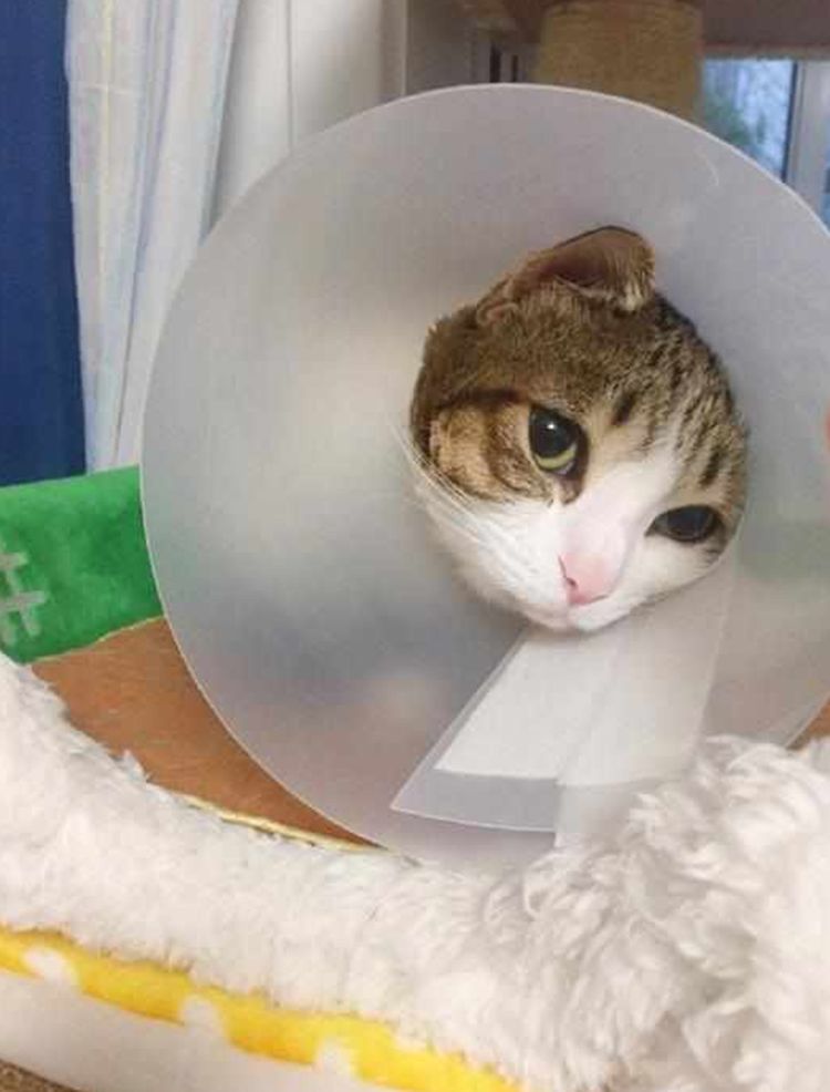 猫咪努力挣脱束缚,被发现后竟做出这举动,主人看了扶额苦笑休闲区蓝鸢梦想 - Www.slyday.coM 猫咪努力挣脱束缚,被发现后竟做出这举动,主人看了扶额苦笑休闲区蓝鸢梦想 - Www.slyday.coM