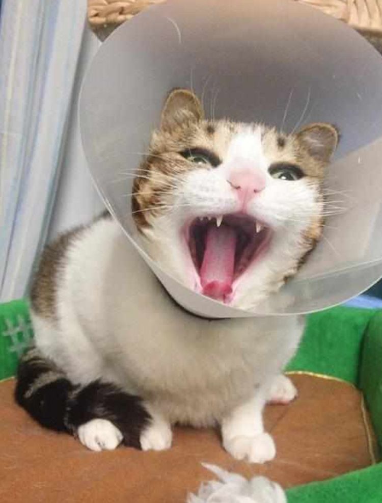 猫咪努力挣脱束缚,被发现后竟做出这举动,主人看了扶额苦笑休闲区蓝鸢梦想 - Www.slyday.coM 猫咪努力挣脱束缚,被发现后竟做出这举动,主人看了扶额苦笑休闲区蓝鸢梦想 - Www.slyday.coM