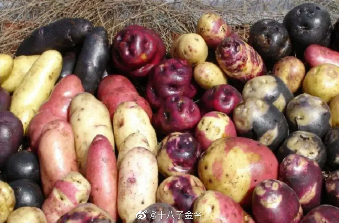 秘鲁的土豆种类超过3000种