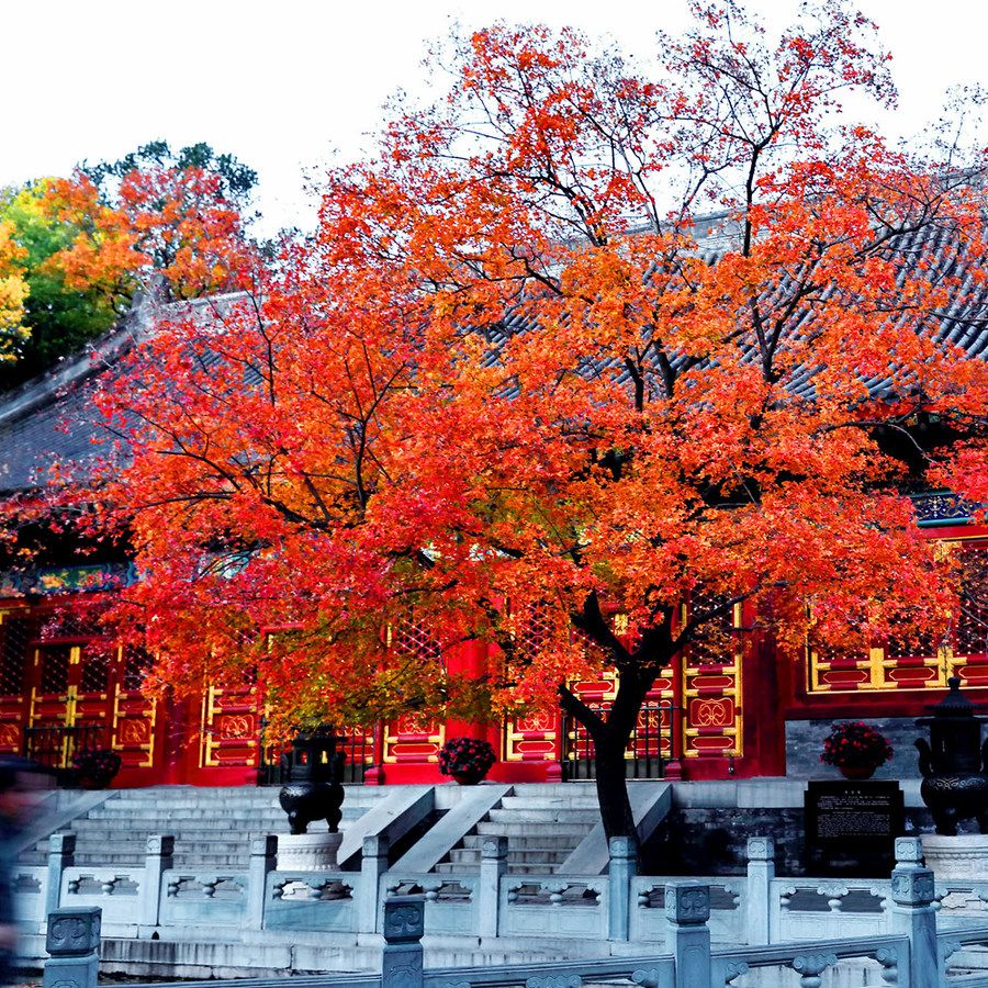 北方的秋天悄悄过去,不能忘记的还是香山红叶!|香山红叶|香山|北平_新