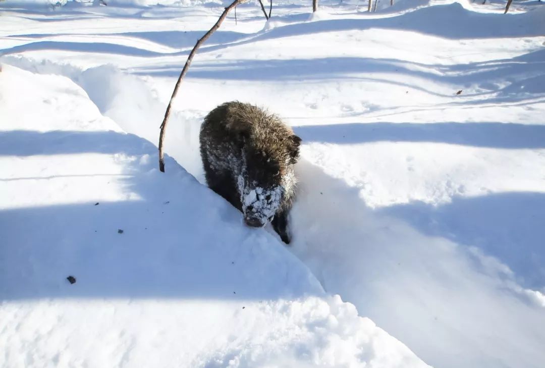 极端暴雪后,为什么傻狍子最容易受灾,野猪却充当“拯救者”?休闲区蓝鸢梦想 - Www.slyday.coM 极端暴雪后,为什么傻狍子最容易受灾,野猪却充当“拯救者”?休闲区蓝鸢梦想 - Www.slyday.coM