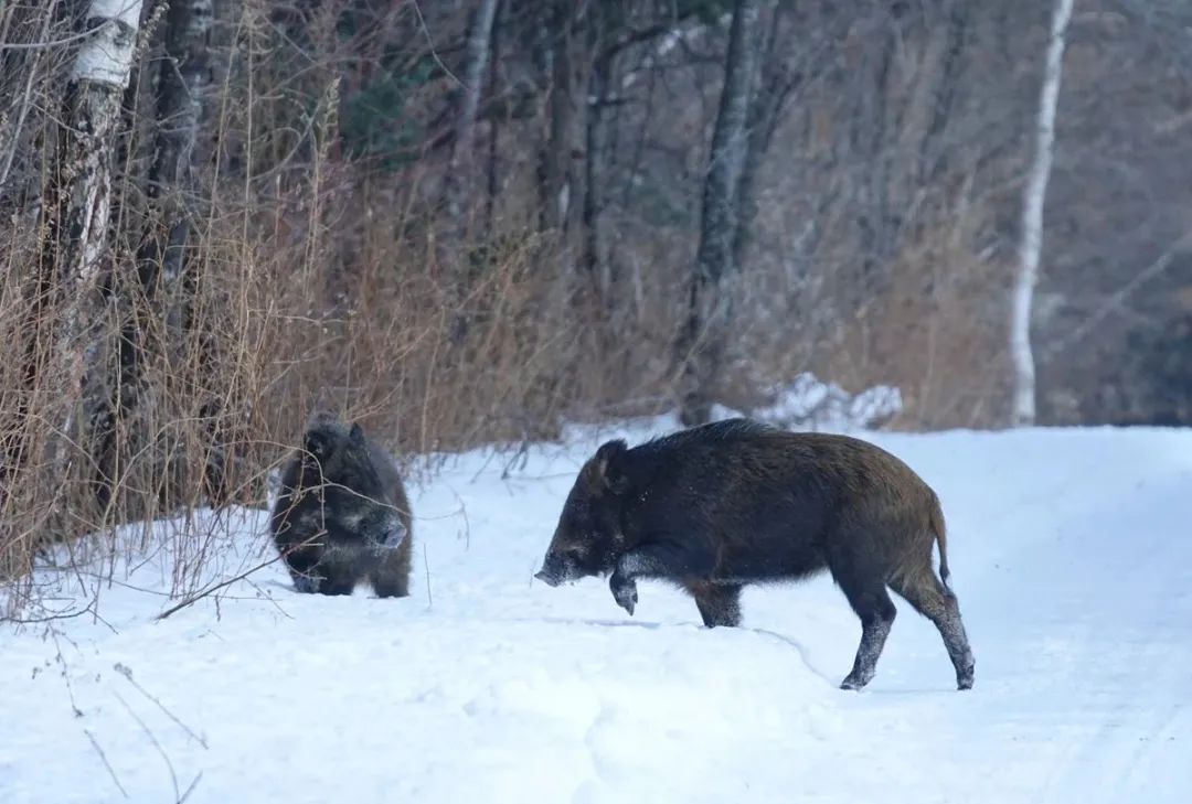 极端暴雪后,为什么傻狍子最容易受灾,野猪却充当“拯救者”?休闲区蓝鸢梦想 - Www.slyday.coM 极端暴雪后,为什么傻狍子最容易受灾,野猪却充当“拯救者”?休闲区蓝鸢梦想 - Www.slyday.coM
