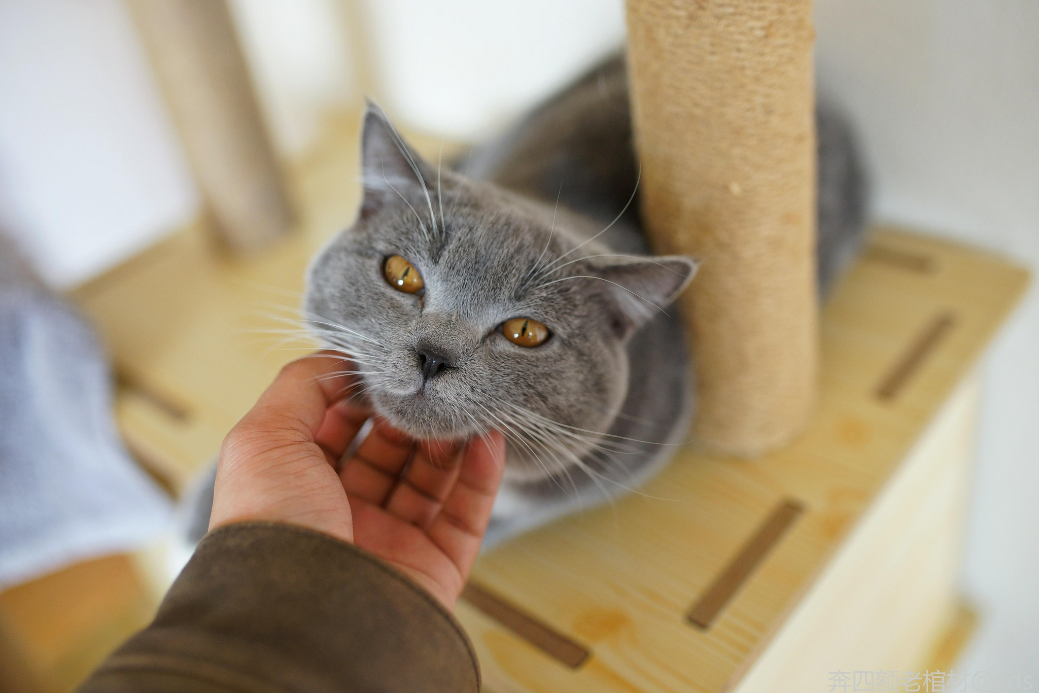 为什么大多数人都喜欢养公猫真相有这几个