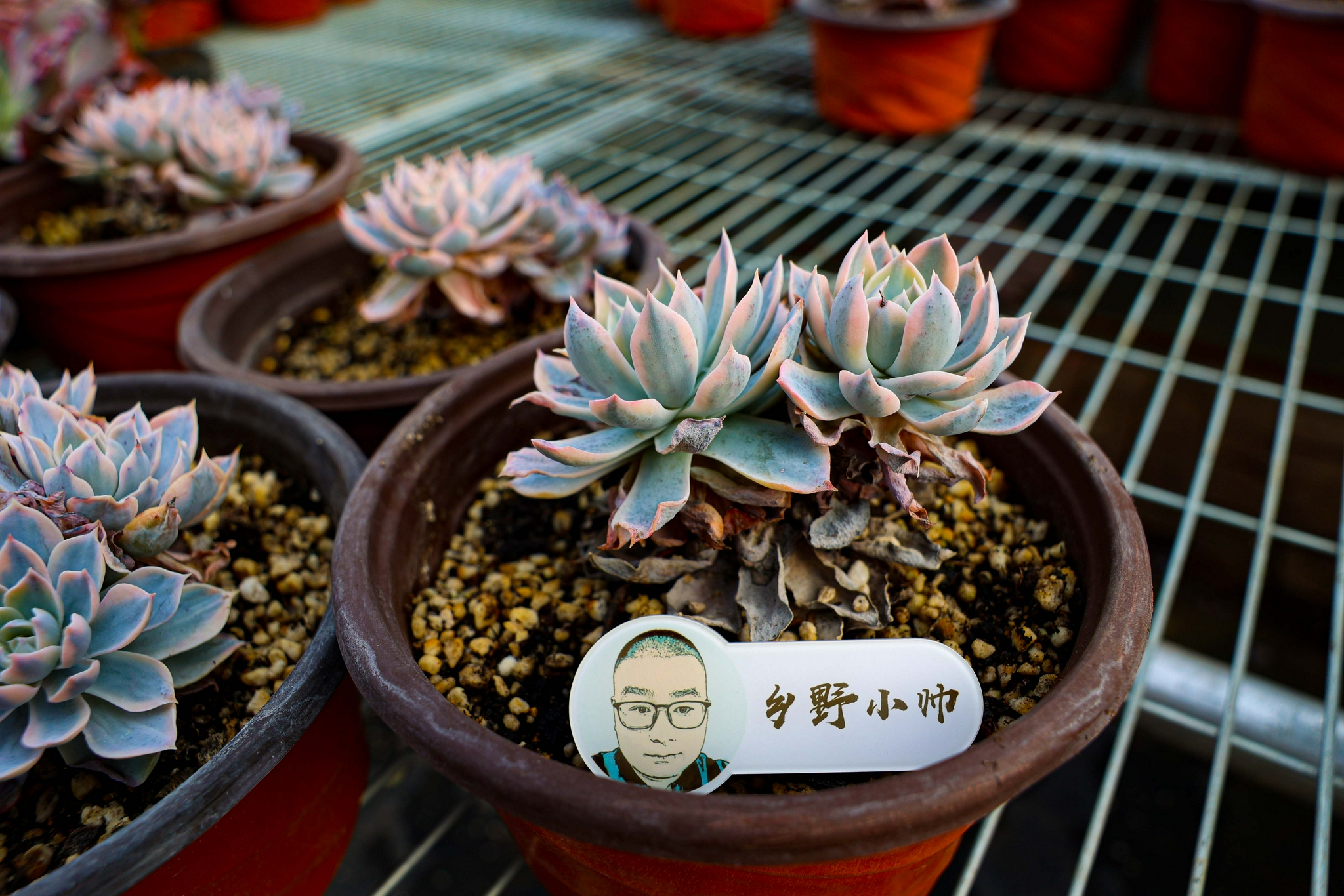 喜欢皮氏锦可以自己繁殖?皮氏锦养殖大全|皮氏|叶片|土壤_新浪新闻