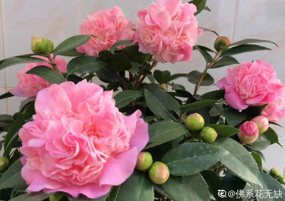 8种花养屋子里,满屋香味儿,雅致又唯美