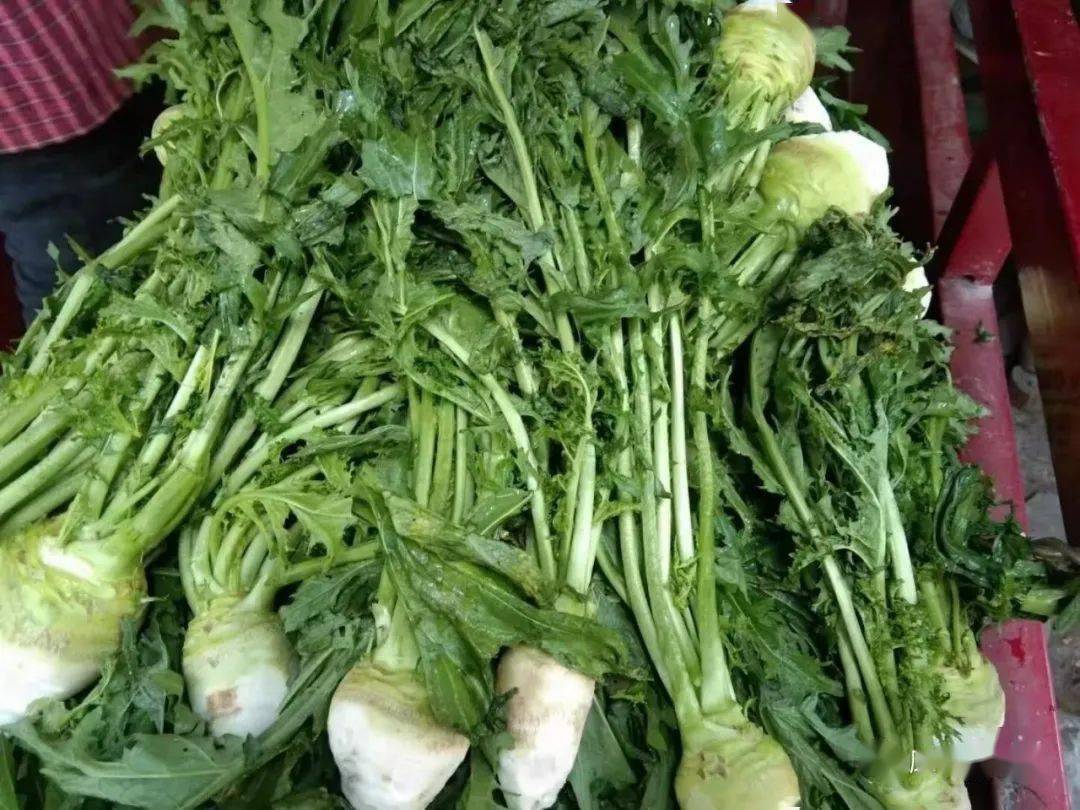 为什么叫它大头菜呢?