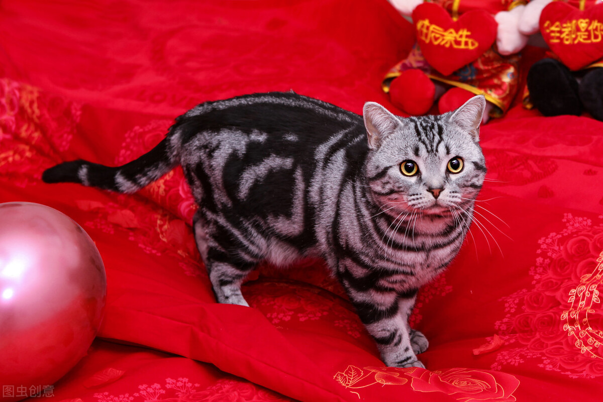 "主人在帮我舔毛"如果你在摸美短猫的头时,是一