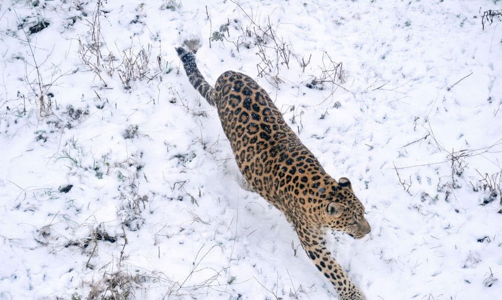 极端暴雪后，为什么傻狍子最容易受灾，野猪却充当“拯救者”？休闲区蓝鸢梦想 - Www.slyday.coM