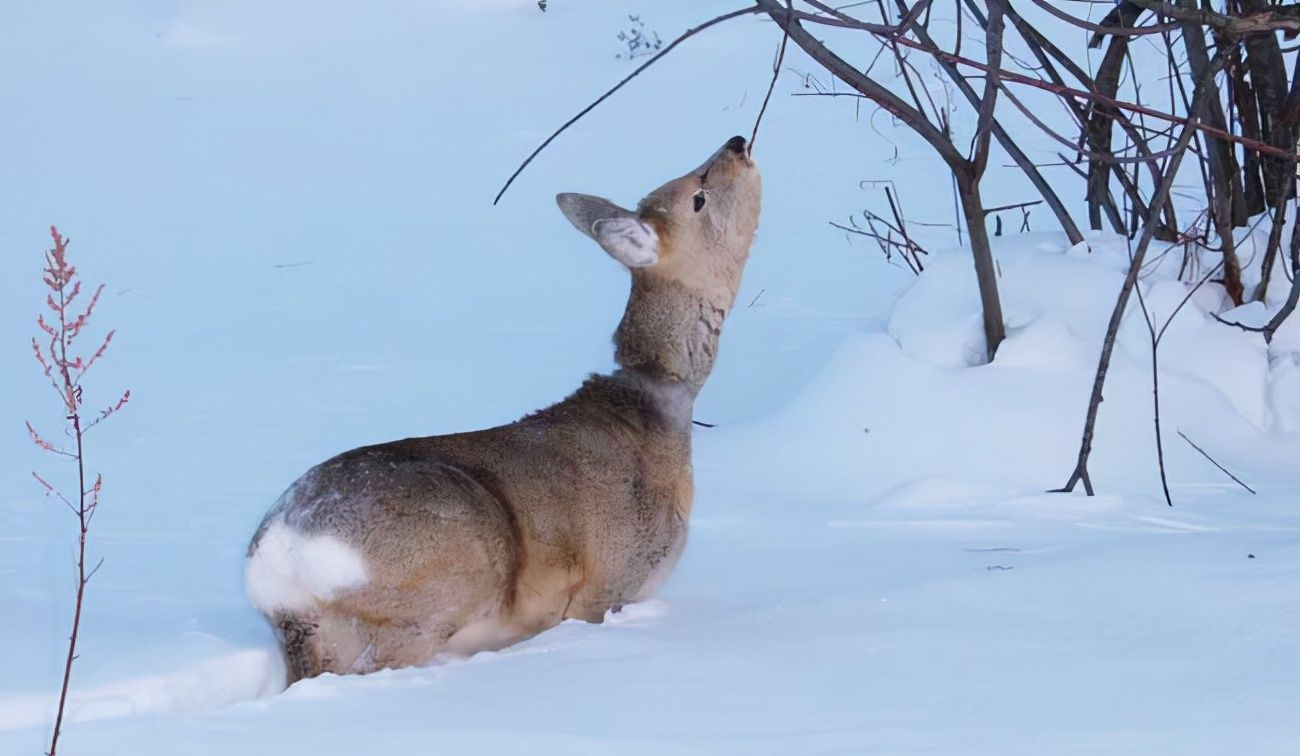 极端暴雪后，为什么傻狍子最容易受灾，野猪却充当“拯救者”？休闲区蓝鸢梦想 - Www.slyday.coM