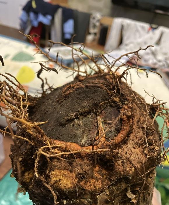 发财树为啥养不活因为它没有根行业的秘密很多人不知道