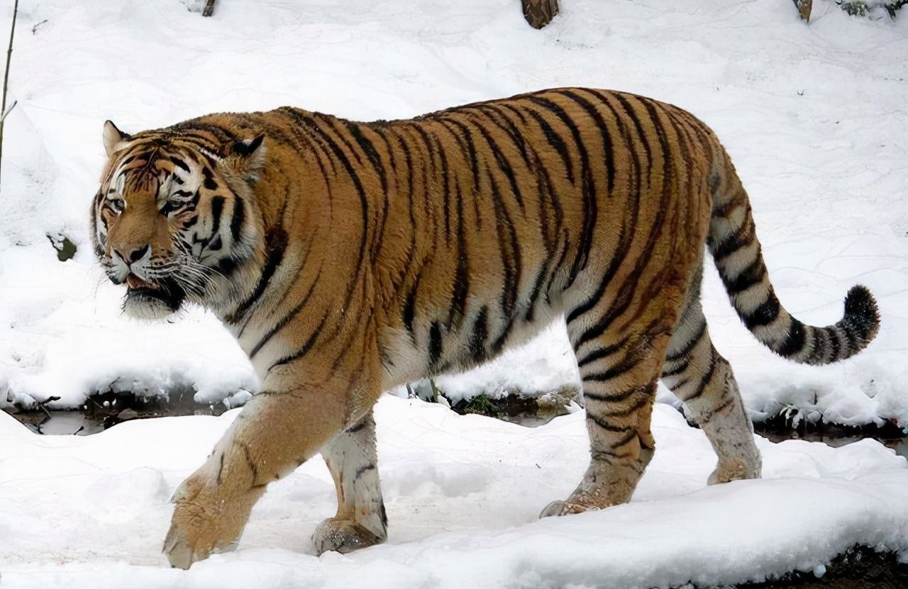 极端暴雪后,为什么傻狍子最容易受灾,野猪却充当“拯救者”?休闲区蓝鸢梦想 - Www.slyday.coM 极端暴雪后,为什么傻狍子最容易受灾,野猪却充当“拯救者”?休闲区蓝鸢梦想 - Www.slyday.coM